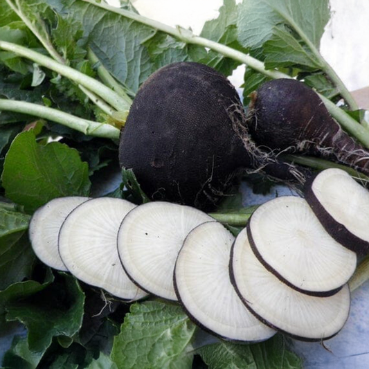 Radish Seeds - Black (WINTER)/ کالی مولی