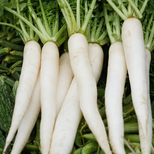 Radish White Seeds, F1 Hybrid  (WINTER) سفید مولی