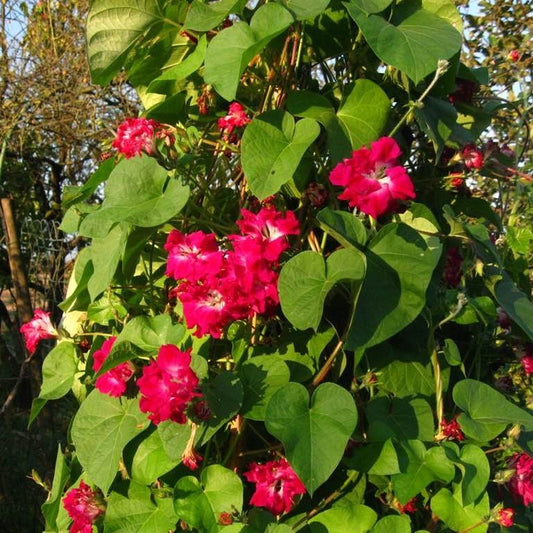 Morning Glory Seeds - Ruffled Red (SUMMER)