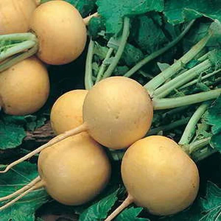 Turnip Seeds (Golden Ball)  گولڈن شلجم