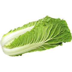 Chinese Cabbage Seeds (Napa Cabbage), F1 Hybrid {WINTER} چائنا گوبھی