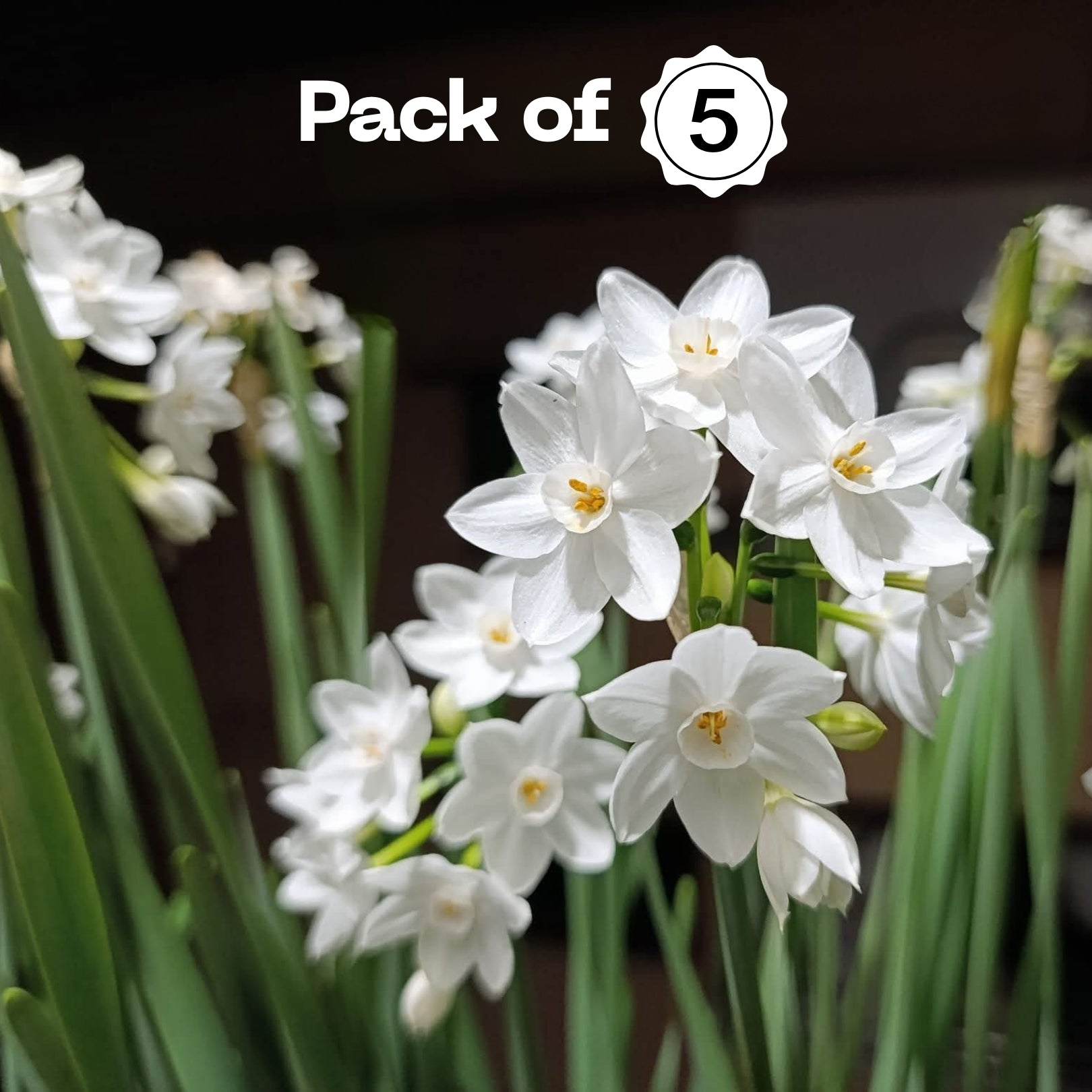 Daffodils Bulbs - Paper White (Pack of 5)گلِ نرگس