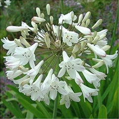 Agapanthus (White) – Lily of the Nile 
(Pack of 5)