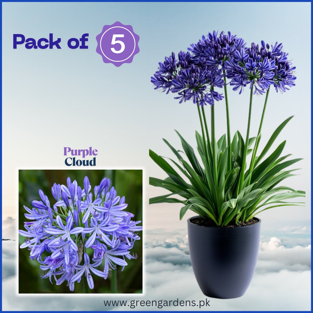 Agapanthus (Purple Cloud) – Lily of the Nile 
(Pack of 5)