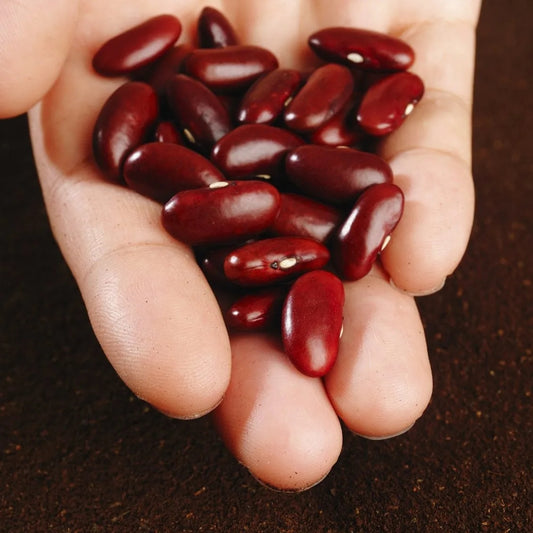 Kidney Beans Seeds- Red لال لوبیہ