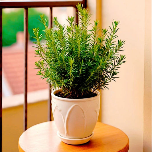 Rosemary Seeds
