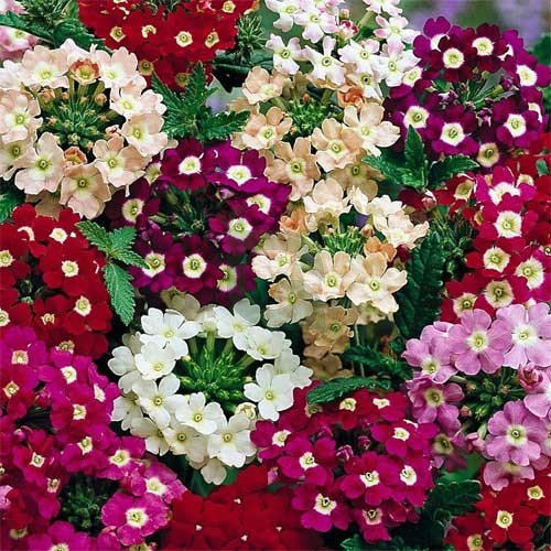 Verbena Flower Seeds - Mix (WINTER)