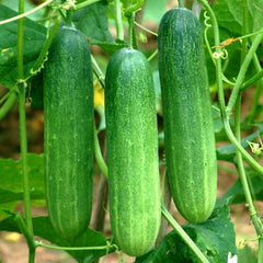 Cucumber F1, Hybrid (Desi Taste) {SUMMER} کھیرا ہائیبرڈ