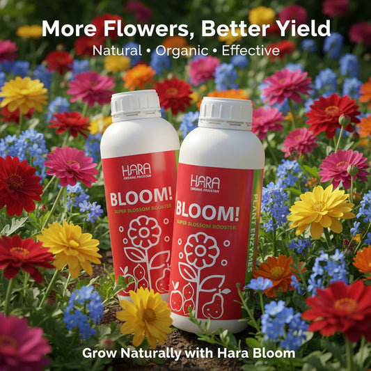 BLOOM by HARA ORGANIC Pakistan - 1 Ltr (Blossom Booster)