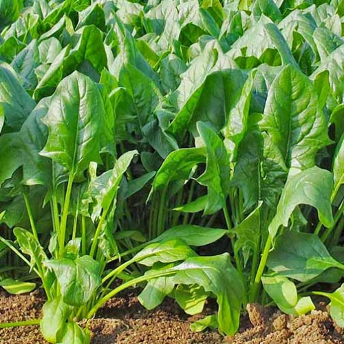 Lahori Palak Seeds (Cut Leaved) {WINTERS}
 دیسی لاہوری پالک