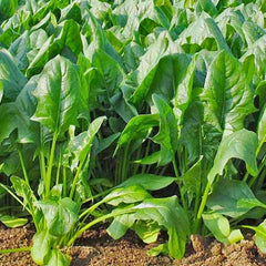 Lahori Palak Seeds (Cut Leaved) {WINTERS}
 دیسی لاہوری پالک