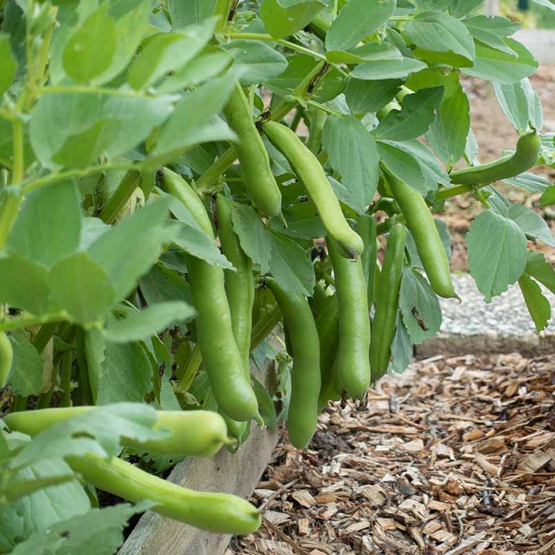 FAVA Beans (Broad Beans) {WINTER}