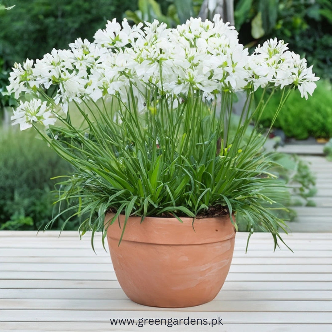 Agapanthus (White) – Lily of the Nile 
(Single Bulb)