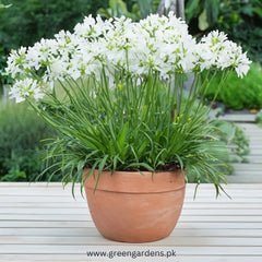 Agapanthus (White) – Lily of the Nile 
(Single Bulb)