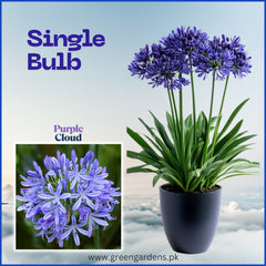 Agapanthus (Purple Cloud) – Lily of the Nile 
(Single Bulb)