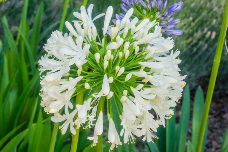 Agapanthus (White) – Lily of the Nile 
(Single Bulb)