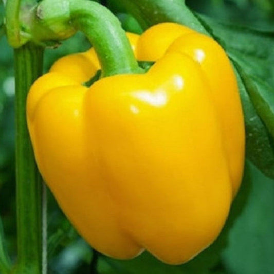 Capsicum Yellow Seeds - Bell Pepper (WINTER/ SUMMER) شملہ مرچ پیلی