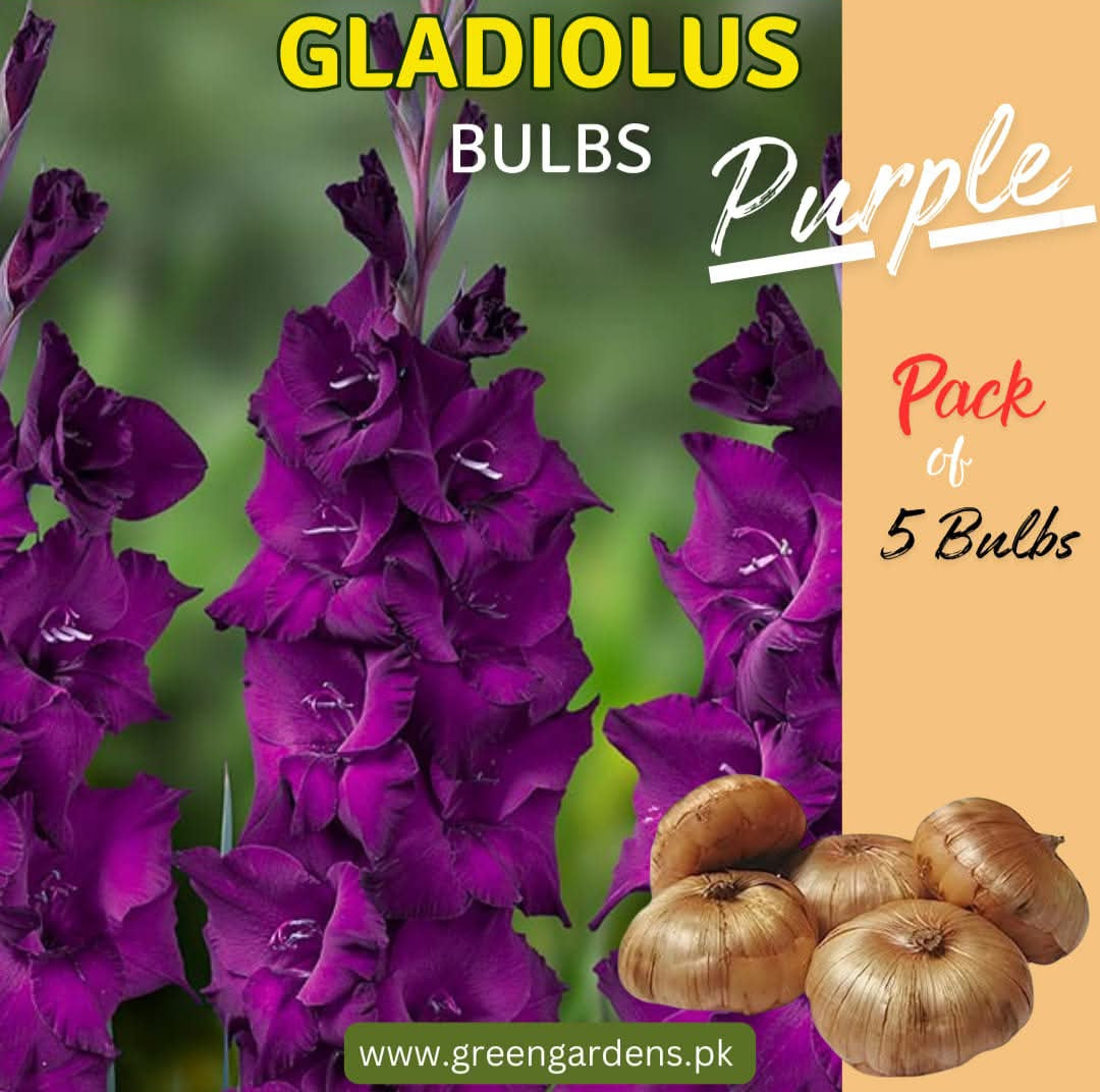 Gladiolus Bulbs - Purple ( Pack of 5)