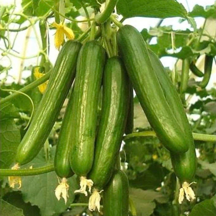 Cucumber, F1 Hybrid (PARAS) - High Yeild Partheno Variety