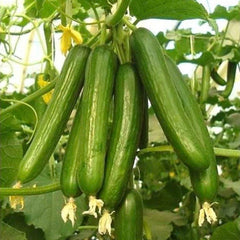 Cucumber, F1 Hybrid (PARAS) - High Yeild Partheno Variety