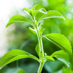 Stevia (Seeds)  سٹیویا کے بیج