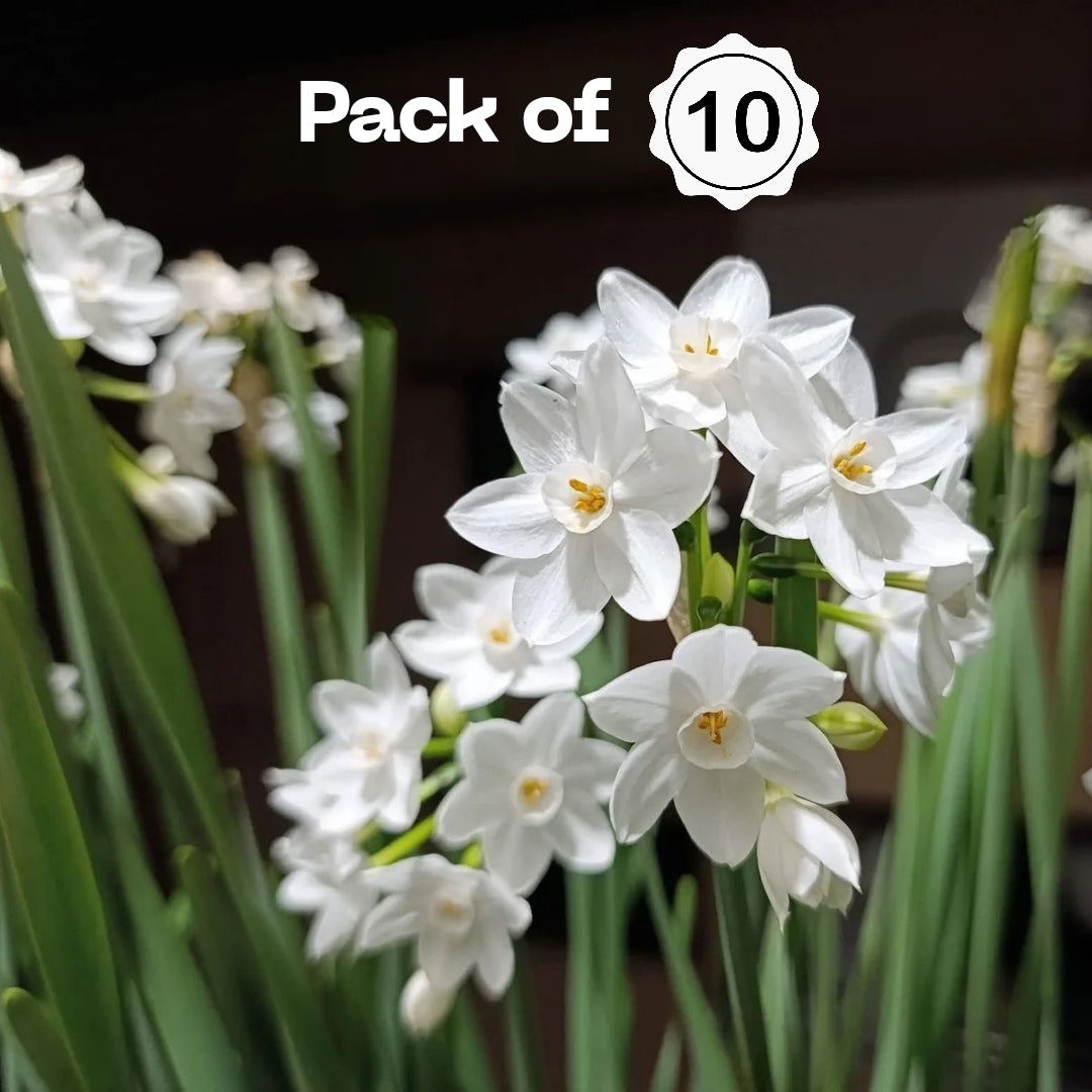 Daffodils Bulbs - Paper White (Pack of 10)گلِ نرگس