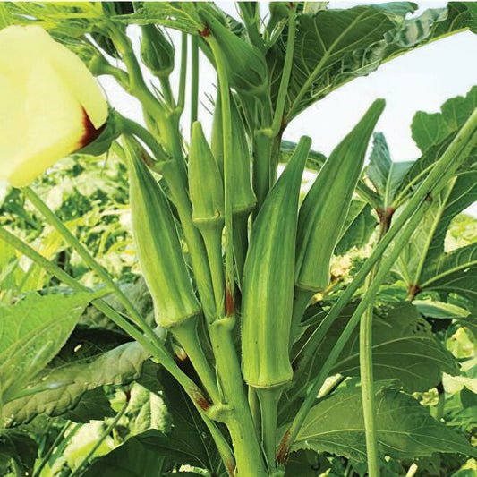 Okra - F1, Hybrid (SUMMER) بھنڈی توری ہائیبرڈ