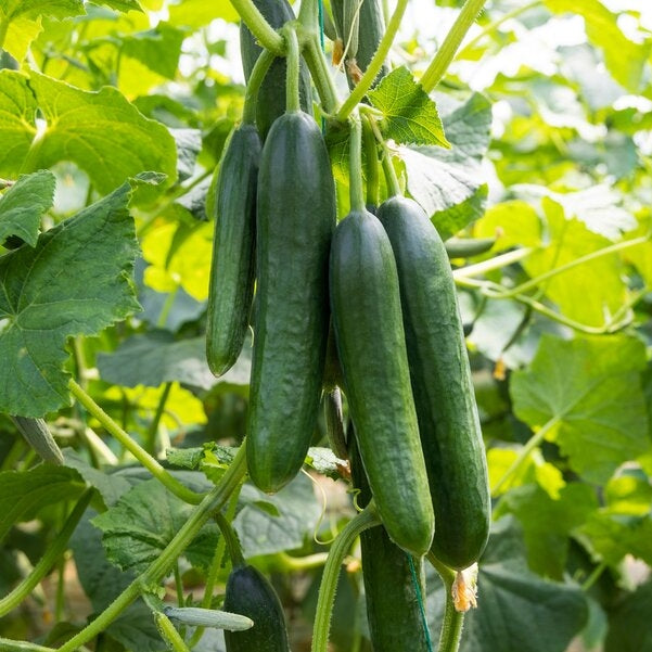 Cucumber, F1 Hybrid (PARAS) - High Yeild Partheno Variety