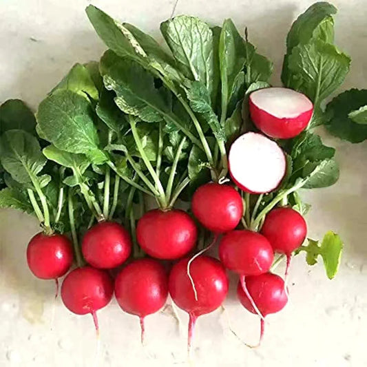 Radish Red - Round  (WINTER/SUMMER) لال مولی گول