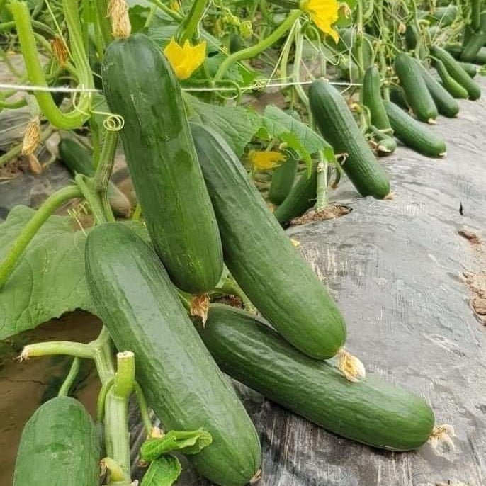 Cucumber, F1 Hybrid (PARAS) - High Yeild Partheno Variety