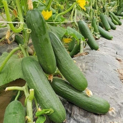 Cucumber, F1 Hybrid (PARAS) - High Yeild Partheno Variety