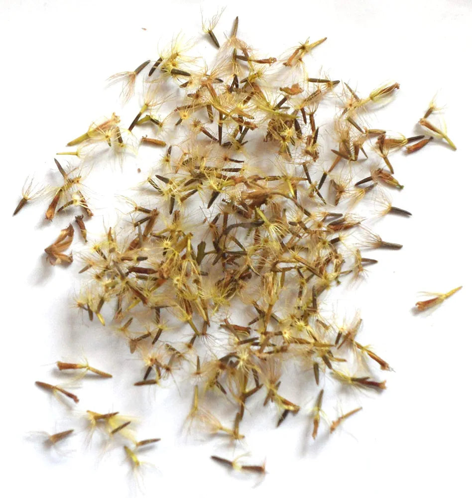 Stevia (Seeds)  سٹیویا کے بیج