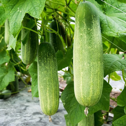 Cucumber Desi (SUMMER)دیسی کھیرا