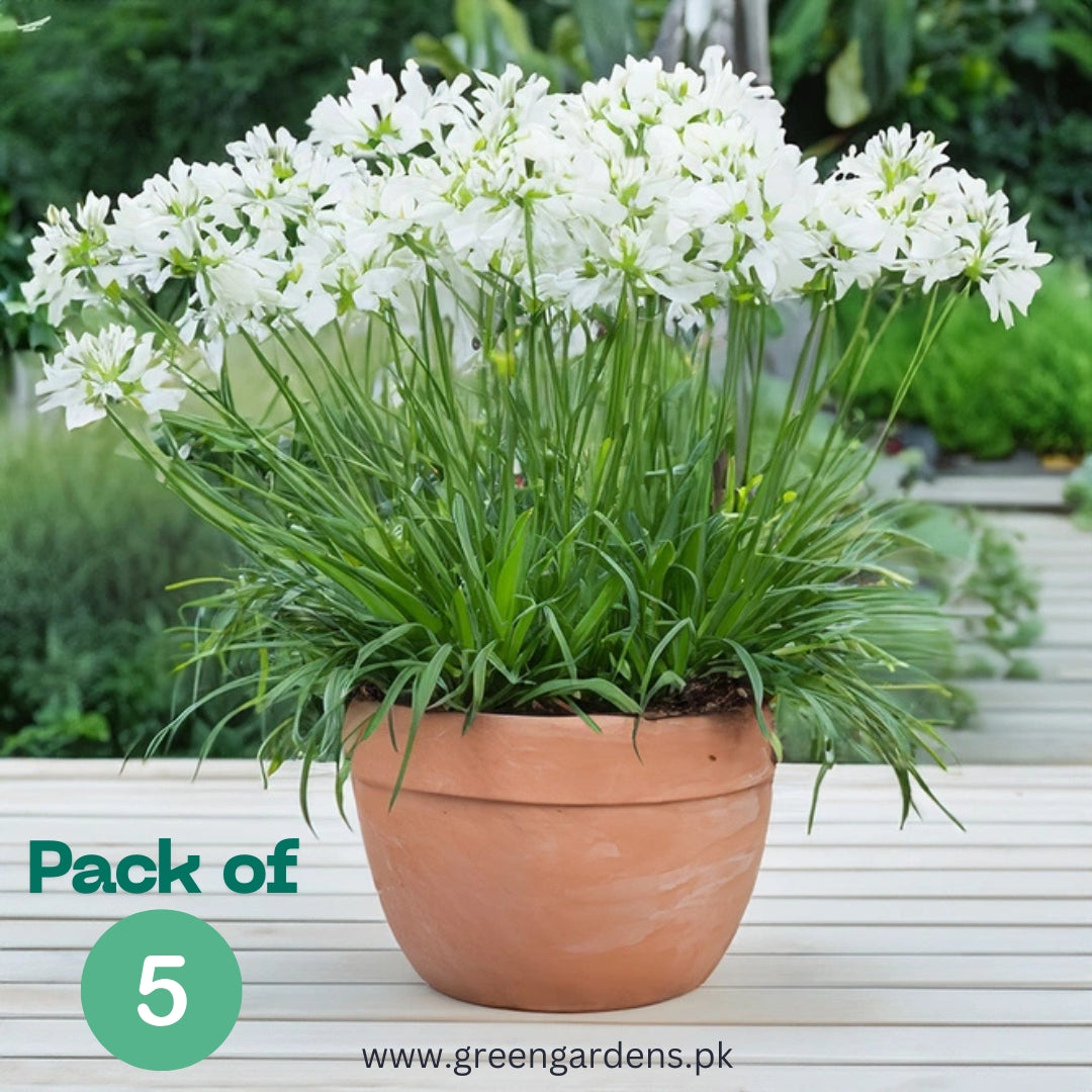 Agapanthus (White) – Lily of the Nile 
(Pack of 5)