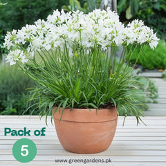 Agapanthus (White) – Lily of the Nile 
(Pack of 5)