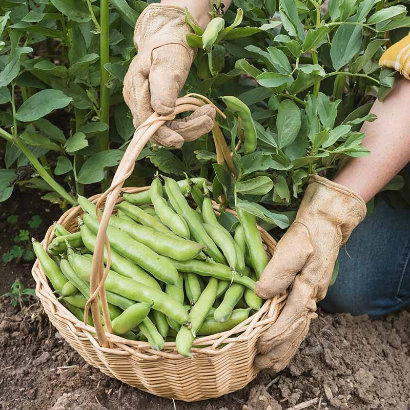 FAVA Beans (Broad Beans) {WINTER}