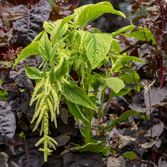 Amaranthus Green Seeds (SUMMER)