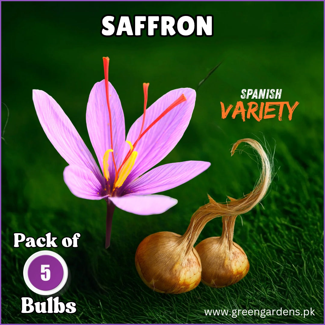 Saffron Bulbs - Spanish Variety 
(Pack of 5 Bulbs)