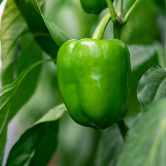 Capsicum Green Seeds, F1 Hybrid (SUMMER/ WINTER) شملہ مرچ سبز
