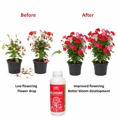 GROW & BLOOM Deal (500ml)