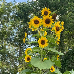 Sunflower Multiflora (SUMMER) سورج مُکھی