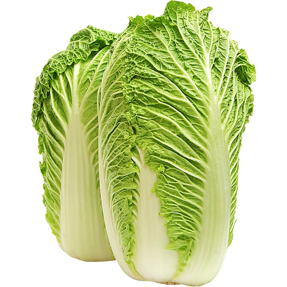 Chinese Cabbage Seeds (Napa Cabbage), F1 Hybrid {WINTER} چائنا گوبھی