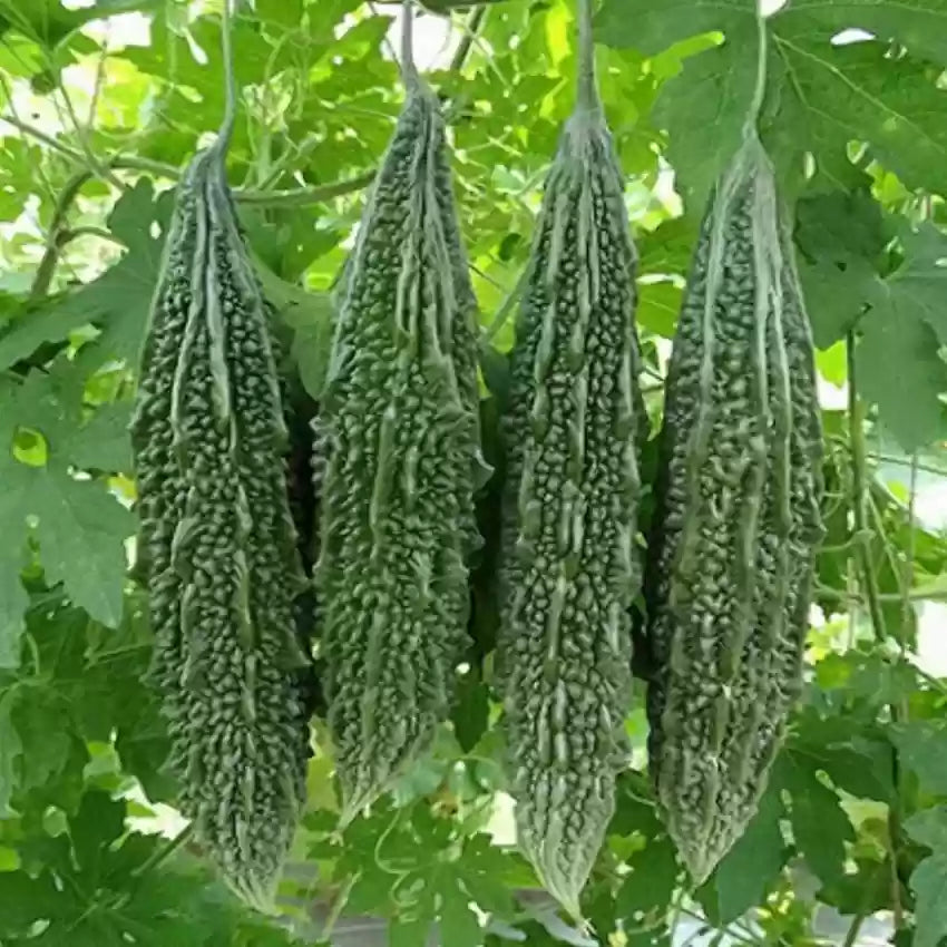 Bitter Gourd Long Seeds, F1 Hybrid (SUMMER)   کریلا لمبا