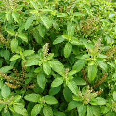 Holy Basil Seeds (Tulsi) / تُلسی