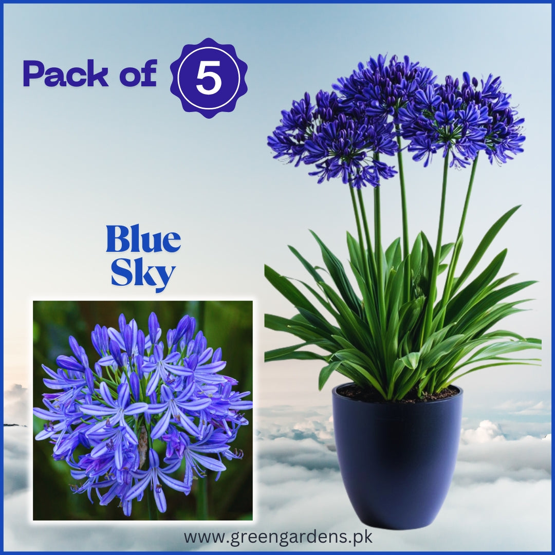 Agapanthus (Blue Sky) – Lily of the Nile 
(Single Bulb)