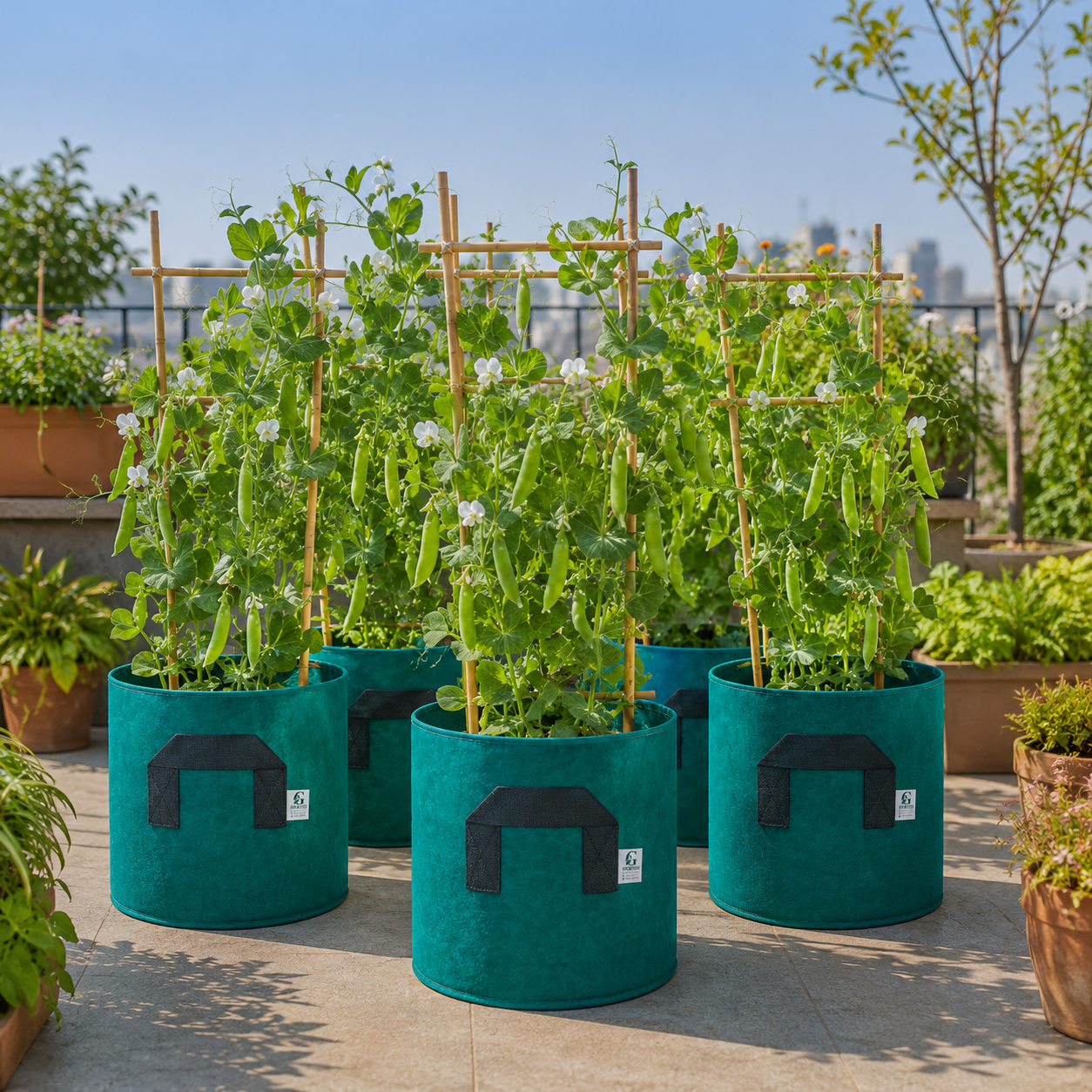 Peas Seeds for Home Gardening in Pakistan | High-Yield Green Peas – GREEN GARDENS