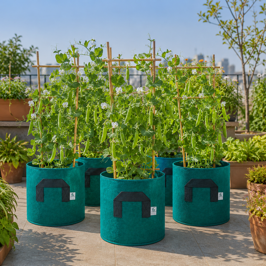Peas Seeds for Home Gardening in Pakistan | High-Yield Green Peas – GREEN GARDENS