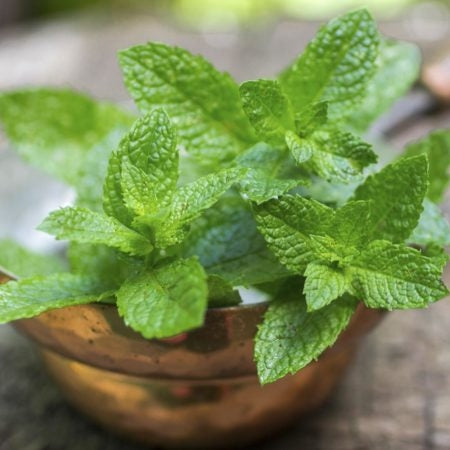 Spearmint seeds