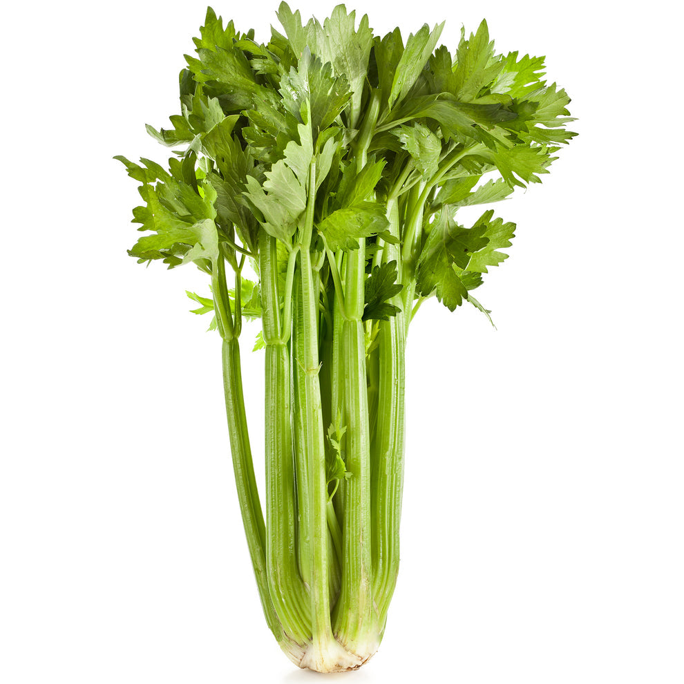 Celery F1 Seeds (WINTER) سیلری