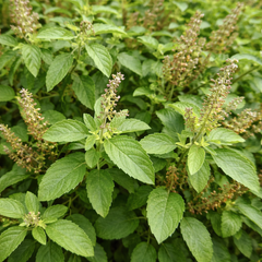Holy Basil Seeds (Tulsi) / تُلسی